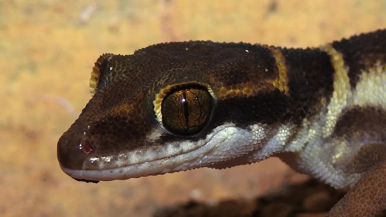 Primer plano de la cabeza de un geco: piel escamosa marrón y crema y un ojo dorado con la pupila vertical